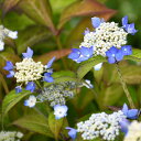 アジサイ 山紫陽花 苗 【豊姫】 幼苗 山アジサイ 紫陽花 品種 苗木 庭木 植木 花木 落葉樹 低木 日陰