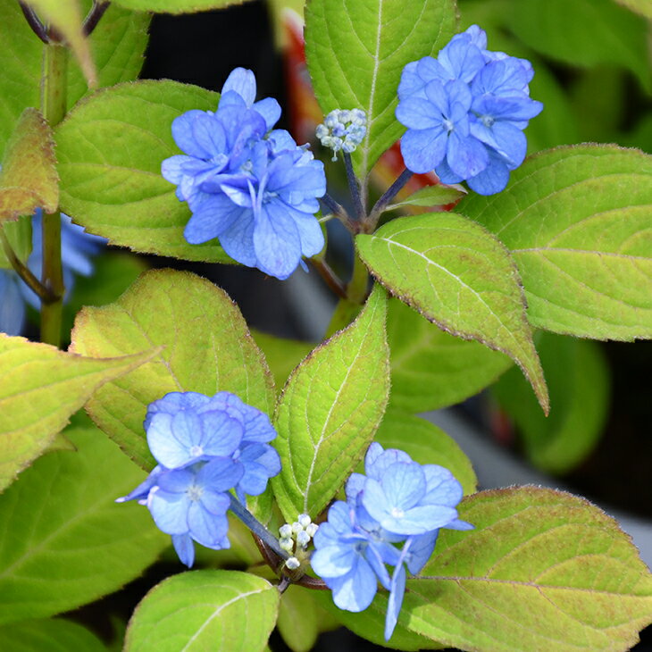 アジサイ 山紫陽花 苗 【九重麗華】 幼苗 山アジサイ 紫陽花 品種 苗木 庭木 植木 花木 落葉樹 低木 日陰のサムネイル