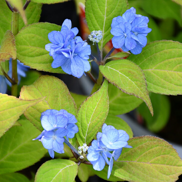  ◆グリGO!春の在庫一掃◆ アジサイ 山紫陽花 苗  幼苗 山アジサイ 紫陽花 品種 苗木 庭木 植木 花木 落葉樹 低木 日陰