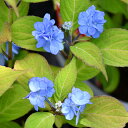 アジサイ 山紫陽花 苗 【九重麗華】 幼苗 山アジサイ 紫陽花 品種 苗木 庭木 植木 花木 落葉樹 低木 日陰