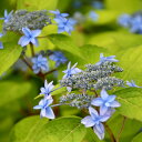 アジサイ 山紫陽花 苗 【久住の舞】 幼苗 山アジサイ 紫陽花 品種 苗木 庭木 植木 花木 落葉樹 低木 日陰