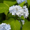 アジサイ 山紫陽花 苗 【秋篠てまり】 幼苗 山アジサイ 紫陽花 品種 苗木 庭木 植木 花木 落葉樹 低木 日陰