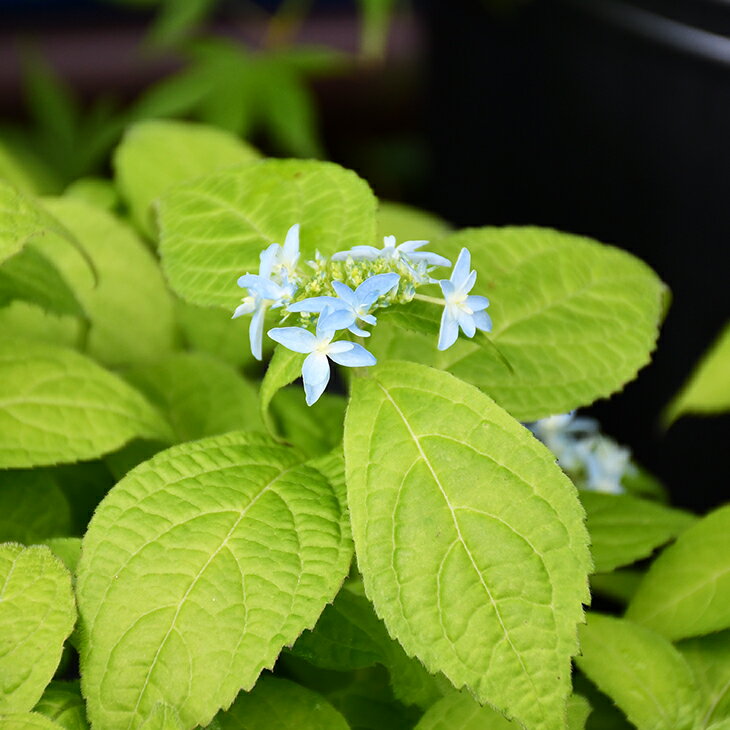  ◆グリGO!春の在庫一掃◆ アジサイ 山紫陽花 苗  幼苗 山アジサイ 紫陽花 品種 苗木 庭木 植木 花木 落葉樹 低木 日陰