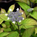 アジサイ 山紫陽花 苗 【富士の峰】 幼苗 山アジサイ 紫陽花 品種 苗木 庭木 植木 花木 落葉樹 低木 日陰
