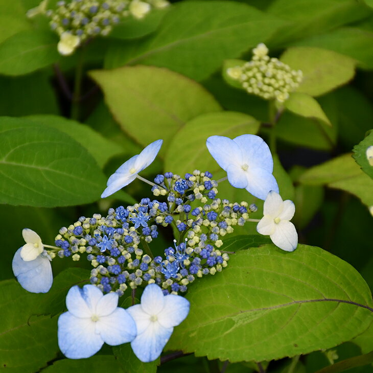 楽天市場】ヤマアジサイ 甘茶の通販 楽天市場】ヤマアジサイ 甘茶の通販