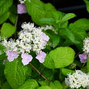 アジサイ 山紫陽花 苗 【桃花山】 幼苗 山アジサイ 紫陽花 品種 苗木 庭木 植木 花木 落葉樹 低木 日陰