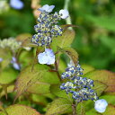 アジサイ 山紫陽花 苗 【小町絞り】 幼苗 山アジサイ 紫陽花 品種 苗木 庭木 植木 花木 落葉樹 低木 日陰