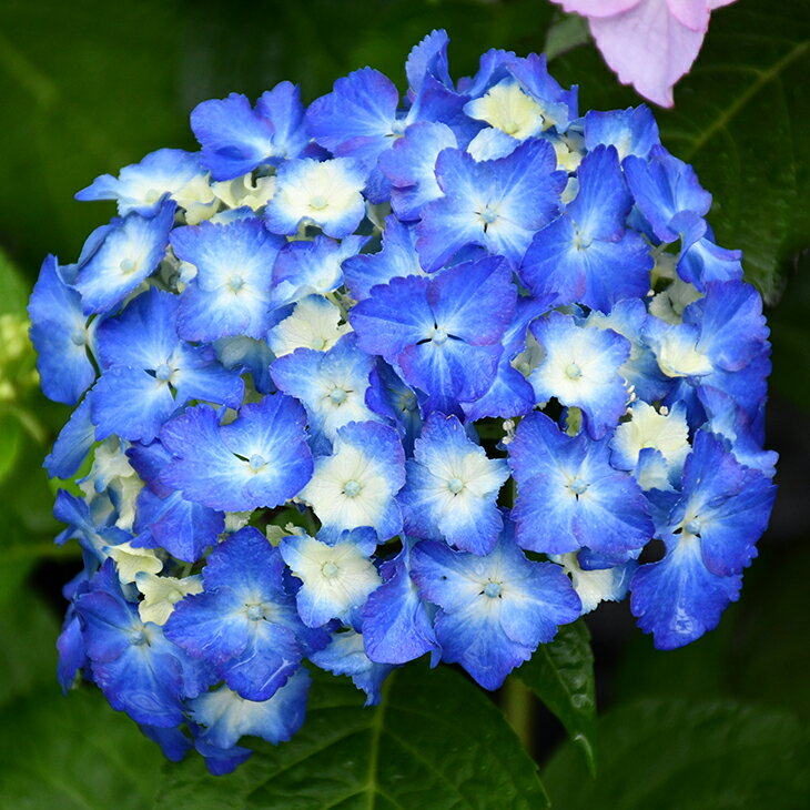 西洋アジサイ 苗 【エルマール】 5号ポット苗 紫陽花 品種 苗木 庭木 植木 花木 落葉樹 低木 日陰 加茂セレクションのサムネイル