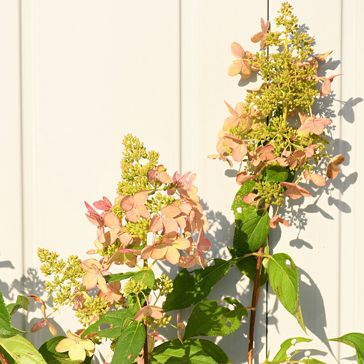 アジサイ ハイドランジア 苗  ポット苗 糊空木 ノリウツギ コンフェッティー 紫陽花 品種 苗木 庭木 植木 花木 落葉樹 低木 日陰