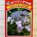 アジサイ 山紫陽花 苗 【伊予小町(いよこまち)】 幼苗 山アジサイ 紫陽花 品種 苗木 庭木 植木 花木 落葉樹 低木 日陰