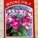 アジサイ 山紫陽花 苗 【マリレイ】 幼苗 山アジサイ 紫陽花 品種 苗木 庭木 植木 花木 落葉樹 低木 日陰
