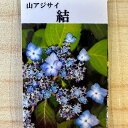 アジサイ 山紫陽花 苗 【結】 幼苗 山アジサイ 紫陽花 品種 苗木 庭木 植木 花木 落葉樹 低木 日陰