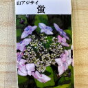 アジサイ 山紫陽花 苗 【蛍】 幼苗 山アジサイ 紫陽花 品種 苗木 庭木 植木 花木 落葉樹 低木 日陰