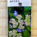 アジサイ 山紫陽花 苗 【聖】 幼苗 山アジサイ 紫陽花 品種 苗木 庭木 植木 花木 落葉樹 低木 日陰