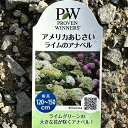 アジサイ アナベル 苗 【ライムのアナベル】 6号 ポット苗 アメリカあじさい 紫陽花 品種 苗木 庭木 植木 花木 落葉樹 低木 日陰