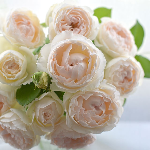 バラ 苗 河本バラ園 【ミエル ドゥ フォレ （CL） ［登録品種］ 中輪 四季咲き】 2年生 接ぎ木大苗 薔..