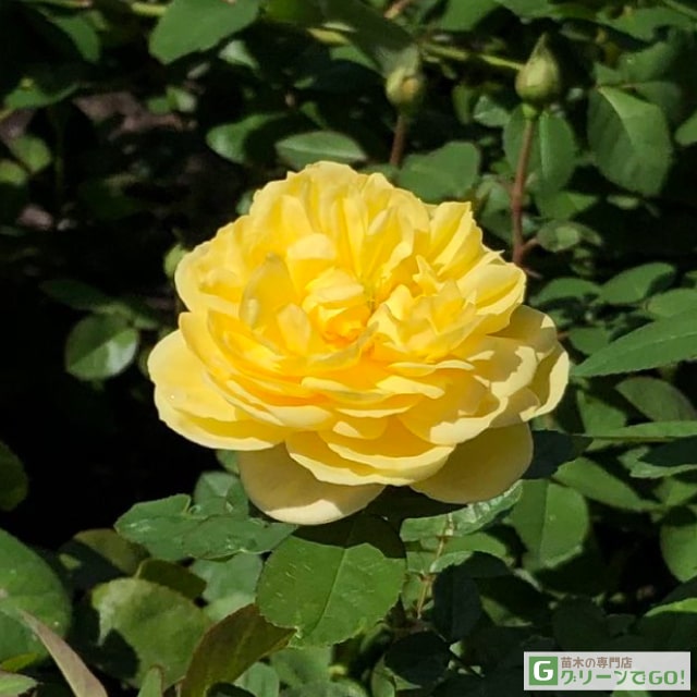 �Х��� ���� �ڥ��ޥ���ϥˡ������� ���ޤΥס����� (FL) ����Ͽ�ʼ�� ���� �͵��餭�� 2ǯ�� �ܤ������� �� ������ �Х� �� �� ���� �Х� ��