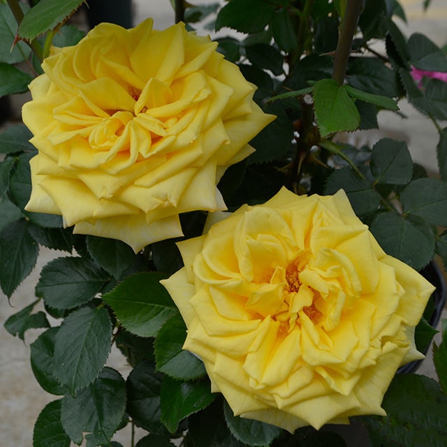 �Х��� ���� �ڥ��󥽥쥤�� ��HT�� ����Ͽ�ʼ�� ���� �͵��餭�� 2ǯ�� �ܤ������� �� ������ �Х� �� �� �ᥤ���� �Х� ��