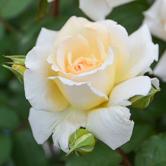 バラ 苗 ロサオリエンティス 【敦煌 (HT) ［登録品種］ 中大輪 四季咲き】 2年生 接ぎ木大苗 薔薇 ローズ