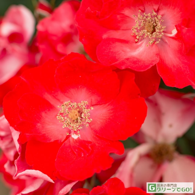 �Х��� �ڥ���Х�� (FL) �������� �͵��餭�� 1ǯ�� �ܤ��� ���� �� ������ �Х� �� ��