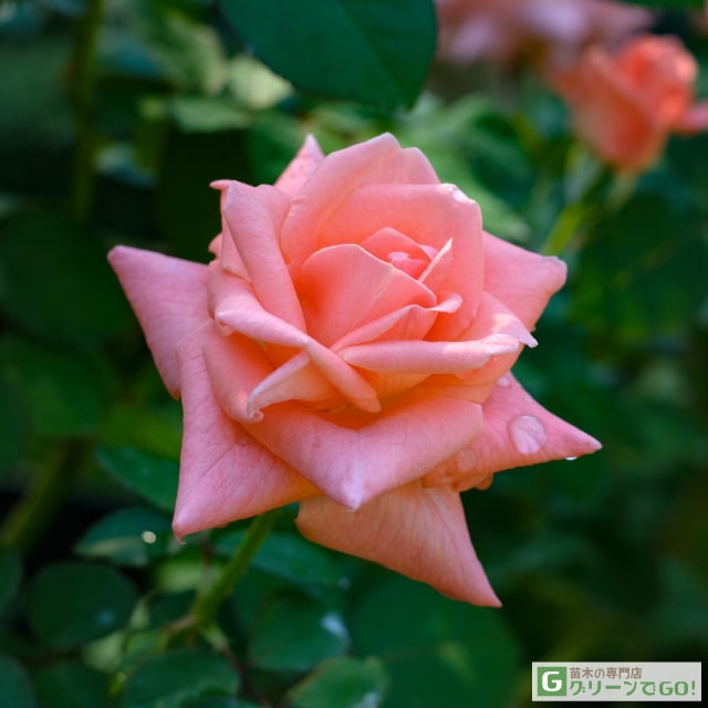 樂天商城 - バラ苗 【ソニア (HT) 大輪 四季咲き】 1年生 接ぎ木 新苗 薔薇 ローズ バラ の 苗