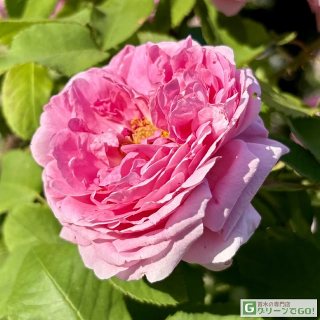 Rose - バラ苗 【コント ド シャンボール (old) オールドローズ 大輪 返り咲き】 2年生 接ぎ木大苗 薔薇 ローズ バラ の 苗