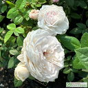 ◆送料無料◆ ◇開花後強剪定株 花芽なし◇ バラ 苗 栽培セット 【フンショウロウ (粉粧楼) (old) 】 1年生 接ぎ木苗 栽培セット (専用土・化成肥料・スリット鉢付き) 苗木 栽培キット 薔薇 ローズ バラ の 苗 ※北海道・沖縄は送料無料適用外です。