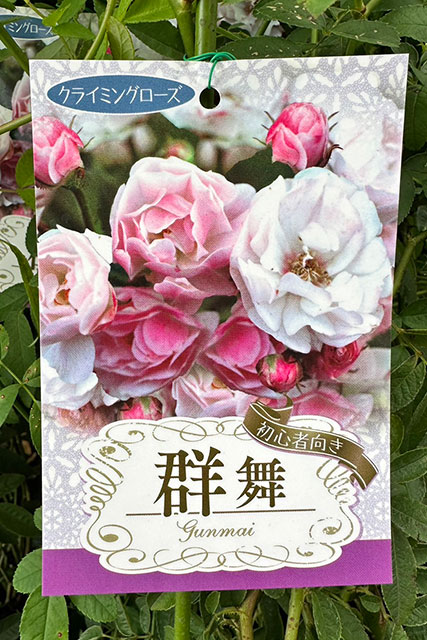 ◇開花後強剪定株 花芽なし◇ バラ 苗 【つるバラ 群舞 (CL) 小輪 一季咲き】 プラスチック鉢植え アーチ向け 薔薇 ローズ バラ の 苗のサムネイル