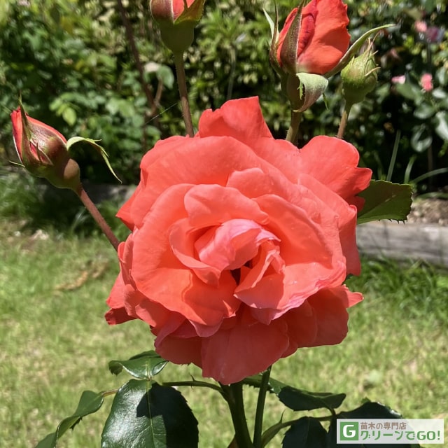 樂天商城 - バラ苗 【アイリストミスト (HT) 大輪 四季咲き】 1年生 接ぎ木 新苗 薔薇 ローズ バラ の 苗