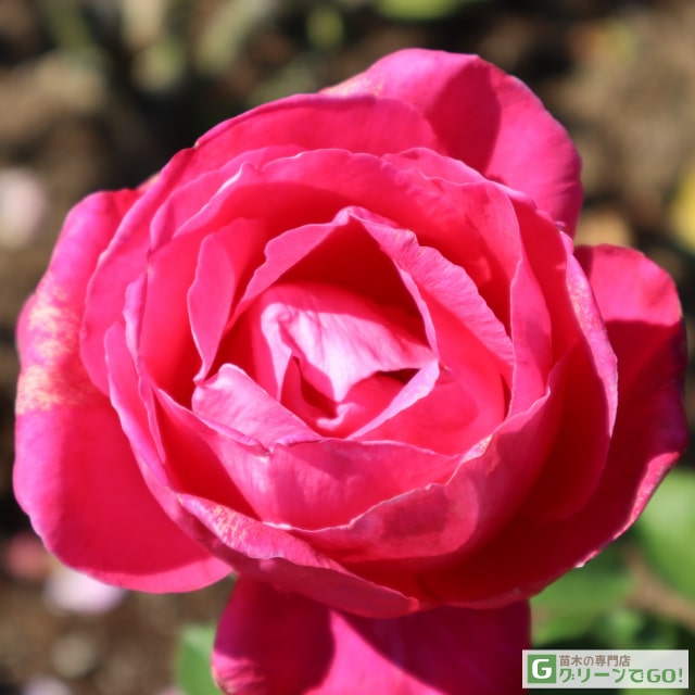 ◇開花後強剪定株 花芽なし◇ バラ 苗 【エスメラルダ (HT) 大輪 四季咲き】 1年生 接ぎ木 新苗 薔薇 ローズ バラ の 苗のサムネイル