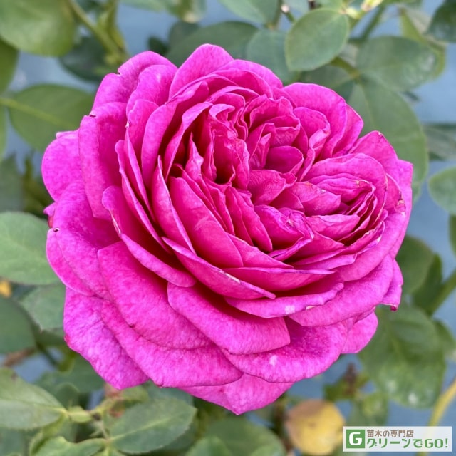 樂天商城 - バラ苗 【オールドポート (FL) 中輪 四季咲き】 2年生 接ぎ木 大苗 薔薇 ローズ バラ の 苗