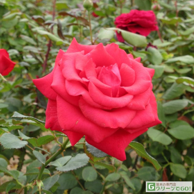 バラ苗1年生接ぎ木新苗薔薇ローズバラの苗