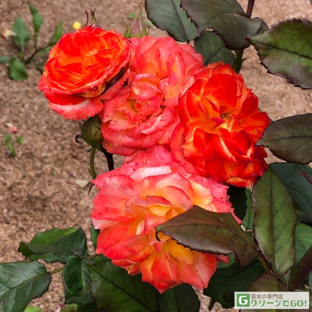 樂天商城 - バラ苗 【カリスマ (FL) 中輪 四季咲き】 1年生 接ぎ木 新苗 薔薇 ローズ バラ の 苗