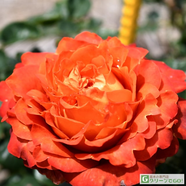 樂天商城 - バラ苗 【コーヒーブレイク (HT) 大輪 四季咲き】 1年生 接ぎ木 新苗 薔薇 ローズ バラ の 苗