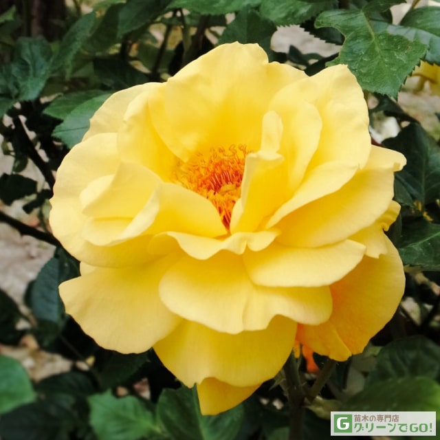樂天商城 - バラ苗 【ゴールデングロー (HT) 大輪 四季咲き】 1年生 接ぎ木 新苗 薔薇 ローズ バラ の 苗