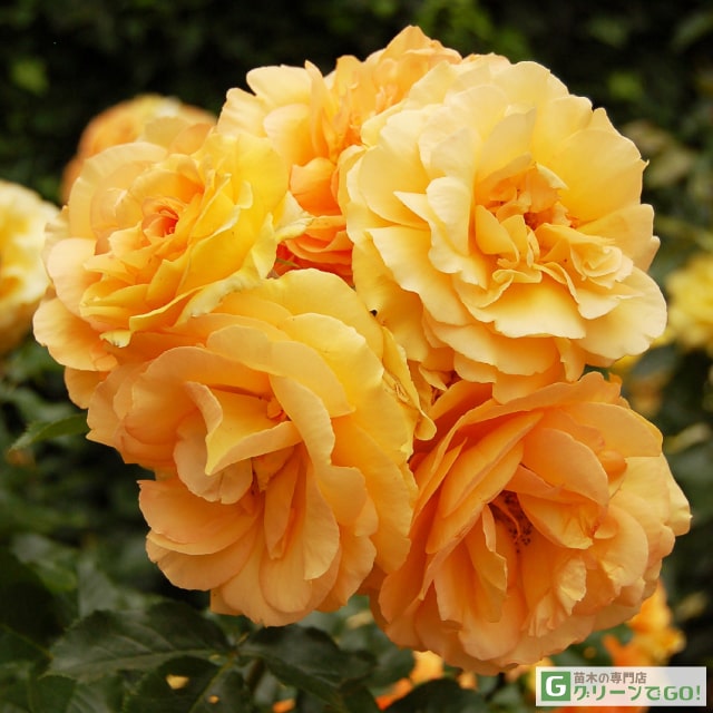 樂天商城 - バラ苗 【ソリドール (HT) 大輪 四季咲き】 1年生 接ぎ木 新苗 薔薇 ローズ バラ の 苗