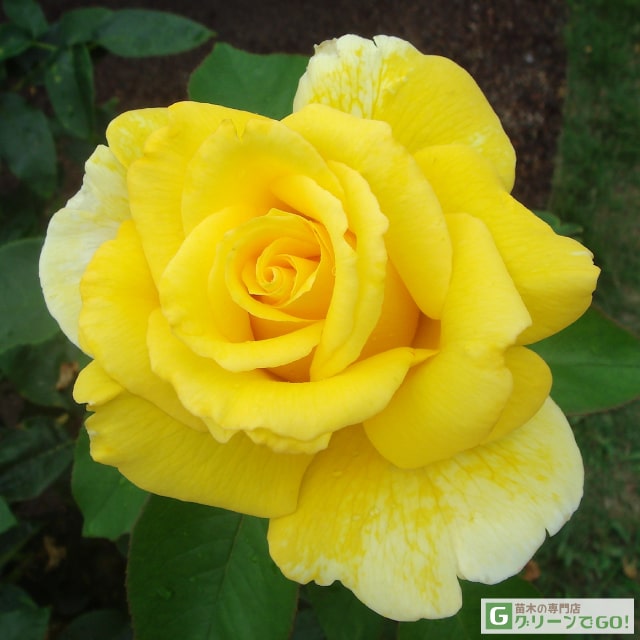 樂天商城 - バラ苗 【ドフトゴールド (HT) 大輪 四季咲き】 1年生 接ぎ木 新苗 薔薇 ローズ バラ の 苗