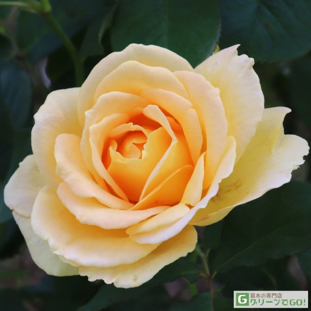 樂天商城 - バラ苗 【ハニーブーケ (FL) 中〜大輪 四季咲き】 1年生 接ぎ木 新苗 薔薇 ローズ バラ の 苗