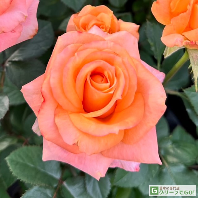 バラ苗 【パレオ90 (HT) 大輪 四季咲き】 1年生 接ぎ木 新苗 薔薇 ローズ バラ の 苗