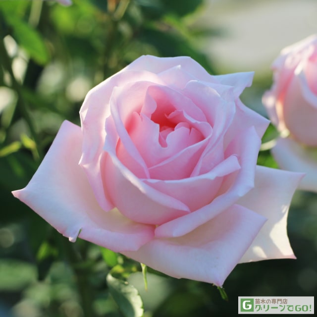 樂天商城 - バラ苗 【メルヘンケニギン (HT) 大輪 四季咲き】 1年生 接ぎ木 新苗 薔薇 ローズ バラ の 苗