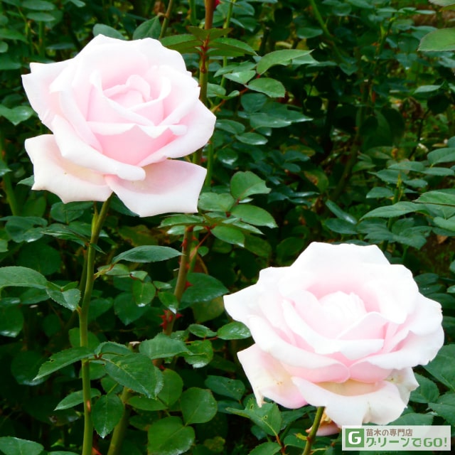 �Х��� �ڥ��إ󥱥˥��� (HT) ���� �͵��餭�� 1ǯ�� �ܤ��� ���� �� ������ �Х� �� ��