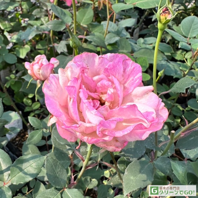 樂天商城 - バラ苗 【モダンタイムズ (HT) 大輪 四季咲き】 1年生 接ぎ木 新苗 薔薇 ローズ バラ の 苗