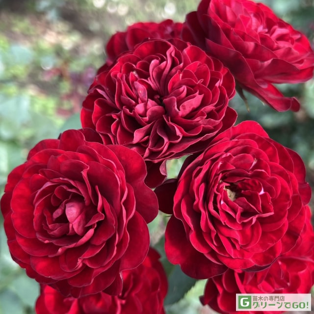 樂天商城 - バラ苗 【ラバグルート (FL) 小〜中輪 四季咲き】 1年生 接ぎ木 新苗 薔薇 ローズ バラ の 苗