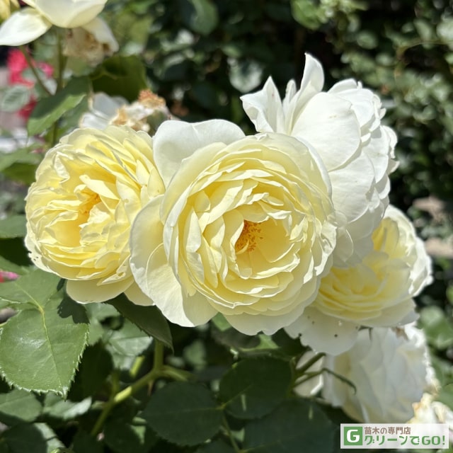 樂天商城 - バラ苗 【ラリュー (FL) 中輪 四季咲き】 1年生 接ぎ木 新苗 薔薇 ローズ バラ の 苗