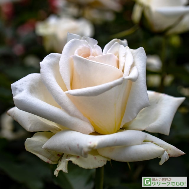 樂天商城 - バラ苗 【レーシーレディ (HT) 大輪 四季咲き】 1年生 接ぎ木 新苗 薔薇 ローズ バラ の 苗