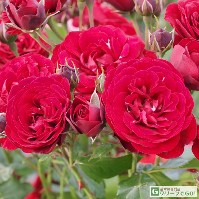 樂天商城 - バラ苗 【レッドピノキオ (FL) 中輪 四季咲き】 1年生 接ぎ木 新苗 薔薇 ローズ バラ の 苗