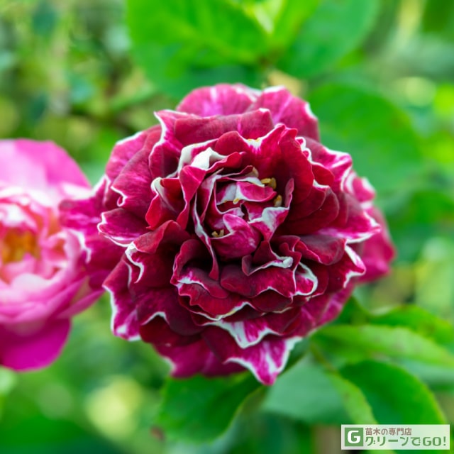 樂天商城 - バラ苗 【ロジェ ランブラン (old) 小〜中輪 返り咲き】 1年生 接ぎ木 新苗 薔薇 ローズ バラ の 苗