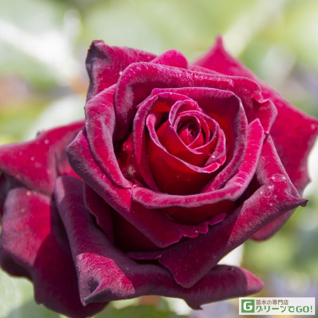 樂天商城 - バラ苗 【ロブロイ (HT) 大輪 四季咲き】 1年生 接ぎ木 新苗 薔薇 ローズ バラ の 苗
