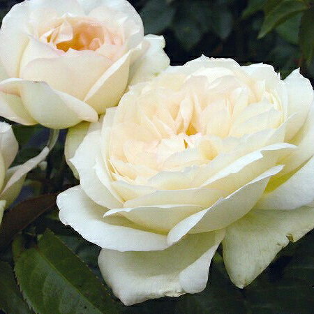 樂天商城 - バラ苗 【チャイコフスキー (HT) 大輪 四季咲き】 1年生 接ぎ木 新苗 薔薇 ローズ バラ の 苗