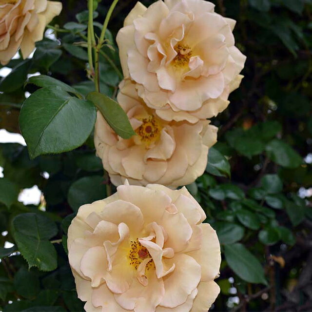 樂天商城 - バラ苗 【バタースコッチ (CL) 大輪 四季咲き】 2年生 接ぎ木 大苗 薔薇 ローズ バラ の 苗